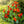 Nasturtium seeds for spring, summer, and autumn planting, suitable for garden, indoor, and balcony potted flowers, green plants, climbing plants, and water lotus varieties
