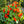 Nasturtium seeds for spring, summer, and autumn planting, suitable for garden, indoor, and balcony potted flowers, green plants, climbing plants, and water lotus varieties