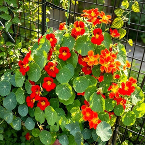 Nasturtium seeds for spring, summer, and autumn planting, suitable for garden, indoor, and balcony potted flowers, green plants, climbing plants, and water lotus varieties