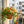 Nasturtium seeds for spring, summer, and autumn planting, suitable for garden, indoor, and balcony potted flowers, green plants, climbing plants, and water lotus varieties