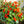 Nasturtium seeds for spring, summer, and autumn planting, suitable for garden, indoor, and balcony potted flowers, green plants, climbing plants, and water lotus varieties