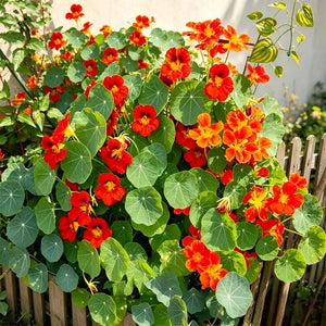 Nasturtium seeds for spring, summer, and autumn planting, suitable for garden, indoor, and balcony potted flowers, green plants, climbing plants, and water lotus varieties