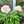 🌺The queen of flowers-ouble petaled piani seeds