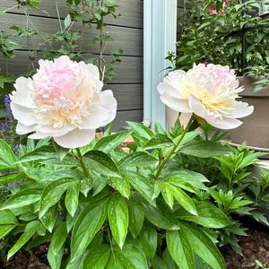 🌺The queen of flowers-ouble petaled piani seeds