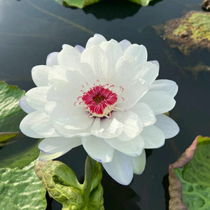 🔥💐The Sacred Bonsai Bowl Lotus Flower Seeds