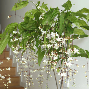 🌼Rare Trailing Jasmine Seeds✨Super easy to care - It keeps blooming even in winter