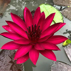 🔥💐The Sacred Bonsai Bowl Lotus Flower Seeds