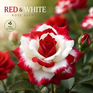 🌹 Rare Twin Red & White Rose Seeds — Vibrant Garden Blooms