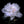🌺The queen of flowers-ouble petaled piani seeds