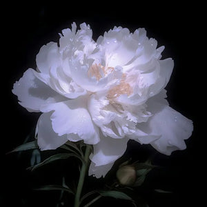 🌺The queen of flowers-ouble petaled piani seeds