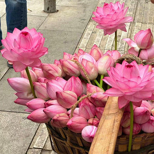 🔥💐The Sacred Bonsai Bowl Lotus Flower Seeds