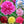 🌺The queen of flowers-ouble petaled piani seeds