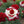 🌹 Rare Twin Red & White Rose Seeds — Vibrant Garden Blooms