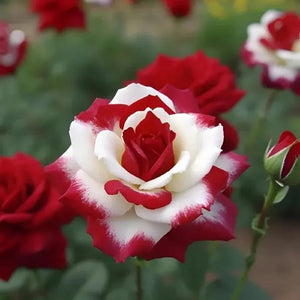 🌹 Rare Twin Red & White Rose Seeds — Vibrant Garden Blooms