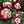 🌹 Rare Twin Red & White Rose Seeds — Vibrant Garden Blooms