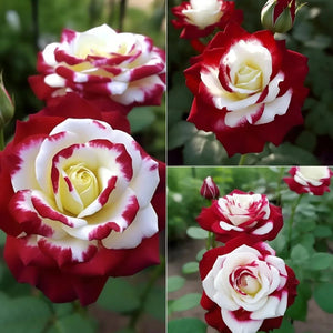 🌹 Rare Twin Red & White Rose Seeds — Vibrant Garden Blooms