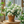 🌼Rare Trailing Jasmine Seeds✨Super easy to care - It keeps blooming even in winter