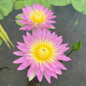 🔥💐The Sacred Bonsai Bowl Lotus Flower Seeds