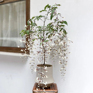 🌼Rare Trailing Jasmine Seeds✨Super easy to care - It keeps blooming even in winter