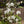 🌼Rare Trailing Jasmine Seeds✨Super easy to care - It keeps blooming even in winter