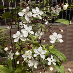 🌼Rare Trailing Jasmine Seeds✨Super easy to care - It keeps blooming even in winter