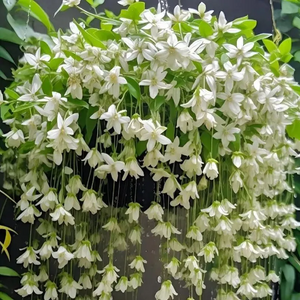 🌼Rare Trailing Jasmine Seeds✨Super easy to care - It keeps blooming even in winter