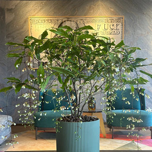 🌼Rare Trailing Jasmine Seeds✨Super easy to care - It keeps blooming even in winter