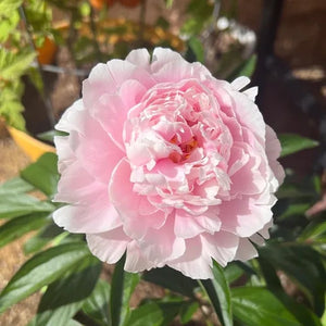 🌺The queen of flowers-ouble petaled piani seeds