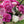 🌺The queen of flowers-ouble petaled piani seeds