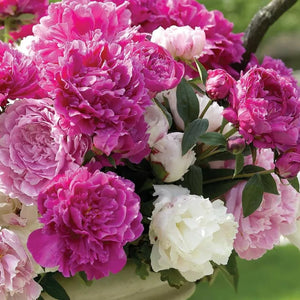 🌺The queen of flowers-ouble petaled piani seeds