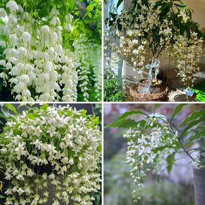 🌼Rare Trailing Jasmine Seeds✨Super easy to care - It keeps blooming even in winter