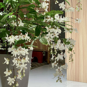🌼Rare Trailing Jasmine Seeds✨Super easy to care - It keeps blooming even in winter