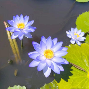 🔥💐The Sacred Bonsai Bowl Lotus Flower Seeds