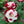 🌹 Rare Twin Red & White Rose Seeds — Vibrant Garden Blooms