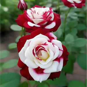 🌹 Rare Twin Red & White Rose Seeds — Vibrant Garden Blooms