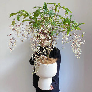 🌼Rare Trailing Jasmine Seeds✨Super easy to care - It keeps blooming even in winter
