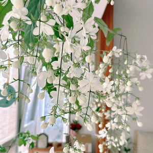 🌼Rare Trailing Jasmine Seeds✨Super easy to care - It keeps blooming even in winter