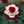 🌹 Rare Twin Red & White Rose Seeds — Vibrant Garden Blooms