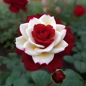 🌹 Rare Twin Red & White Rose Seeds — Vibrant Garden Blooms