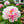 Rare Double Peonies &🌺 That Bloom Big & Beautiful