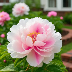 Rare Double Peonies &🌺 That Bloom Big & Beautiful