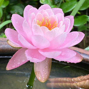 🔥💐The Sacred Bonsai Bowl Lotus Flower Seeds