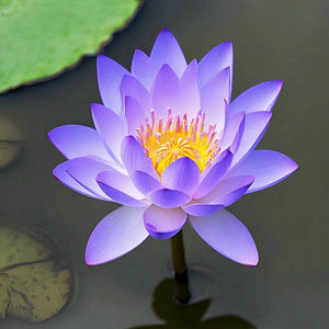 🔥💐The Sacred Bonsai Bowl Lotus Flower Seeds