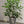 🌼Rare Trailing Jasmine Seeds✨Super easy to care - It keeps blooming even in winter