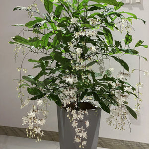 🌼Rare Trailing Jasmine Seeds✨Super easy to care - It keeps blooming even in winter