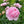 🌺The queen of flowers-ouble petaled piani seeds