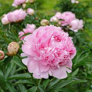 🌺The queen of flowers-ouble petaled piani seeds