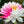 🔥💐The Sacred Bonsai Bowl Lotus Flower Seeds