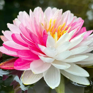 🔥💐The Sacred Bonsai Bowl Lotus Flower Seeds