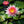 🔥💐The Sacred Bonsai Bowl Lotus Flower Seeds